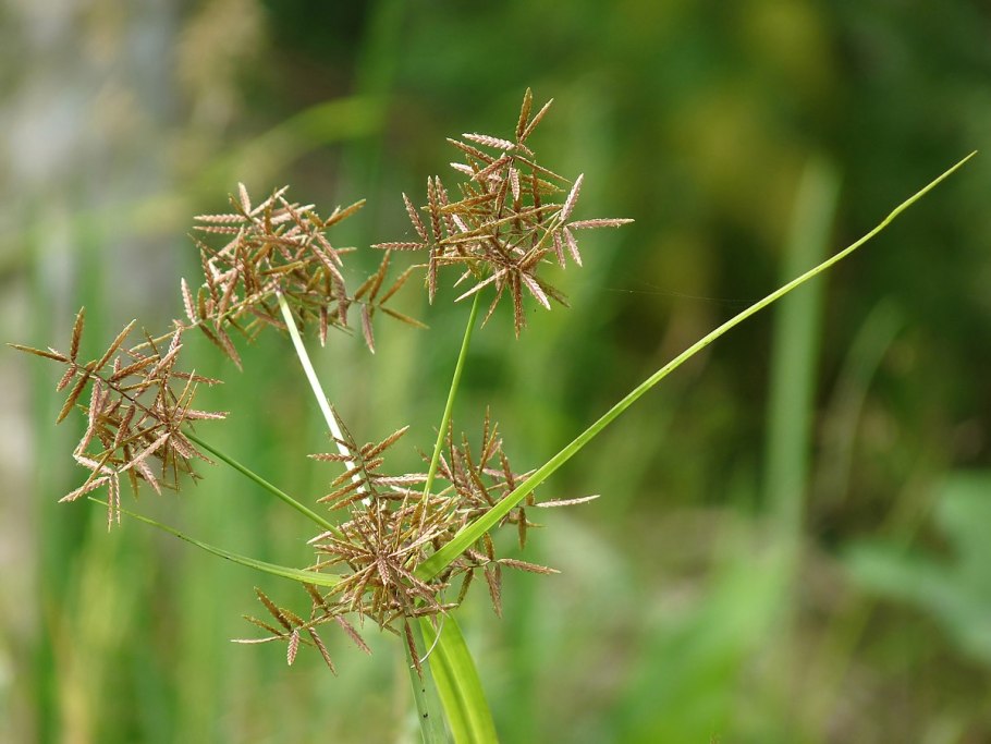 Сыть круглая Cyperus rotundus
