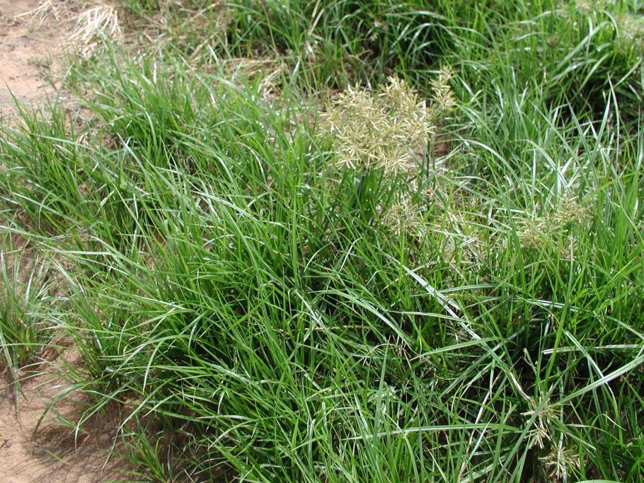 Сыть круглая Cyperus rotundus