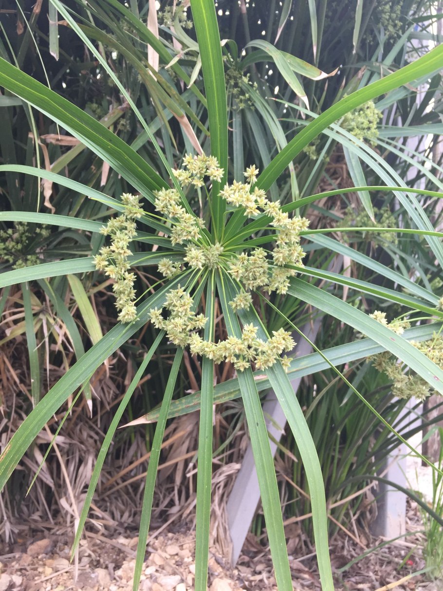 Cyperus difformis