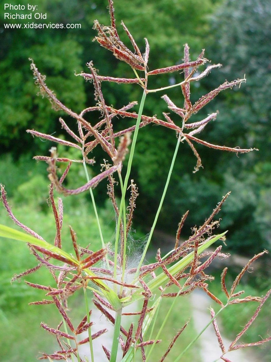 Cyperus eragrostis