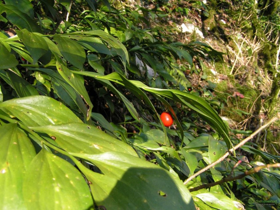 Иглица колхидская