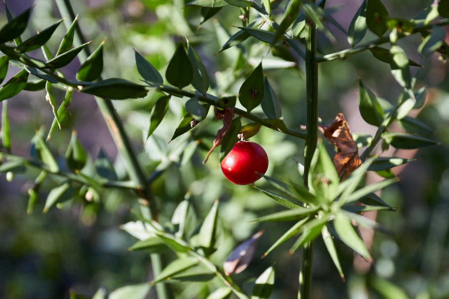 Рускус Акулеатус