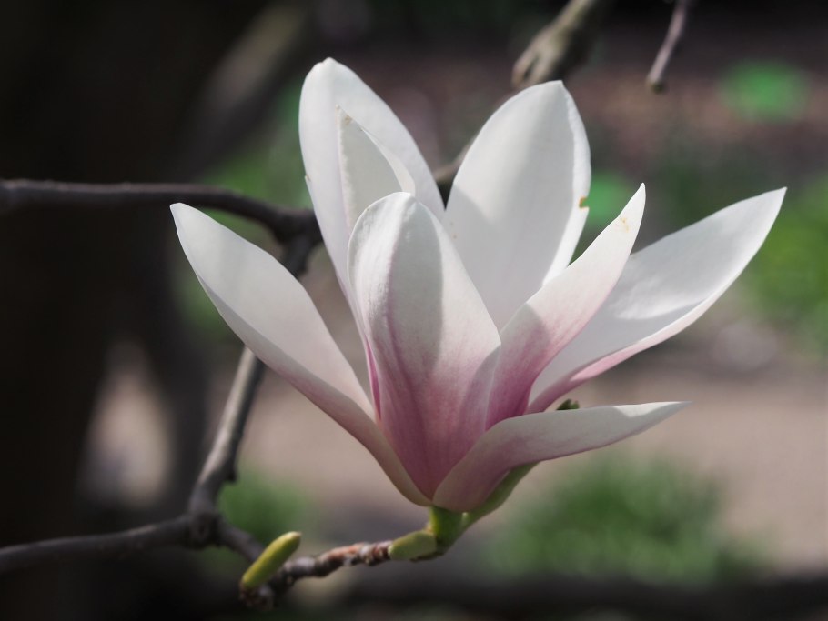 Магнолия Кэмпбелла