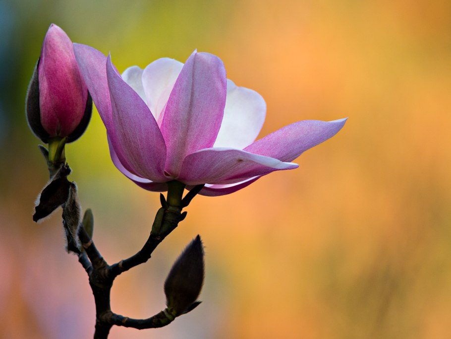 Магнолия simple pleasures