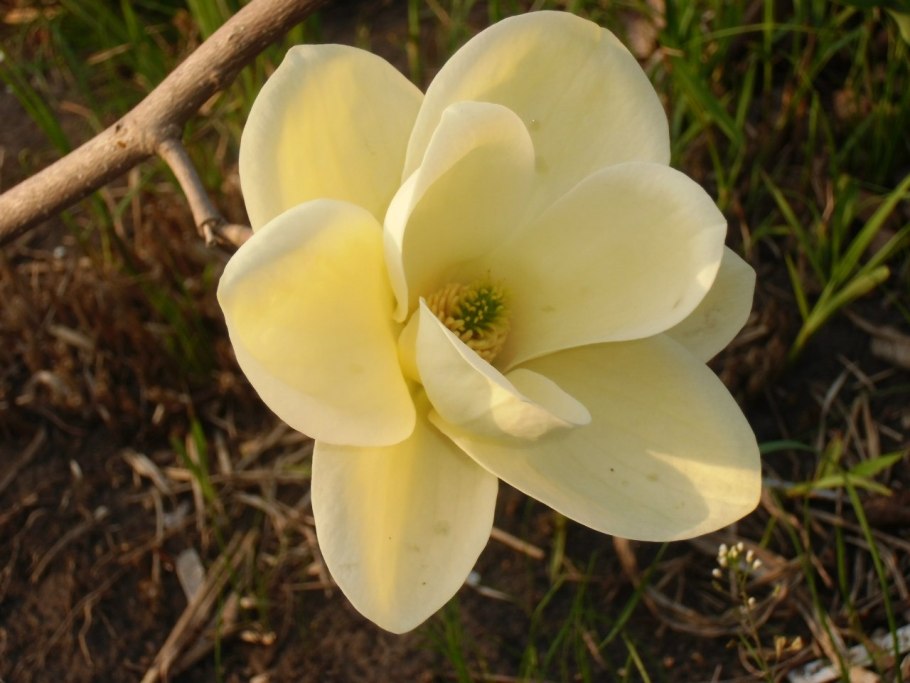 Магнолия Листопадная Суланжа