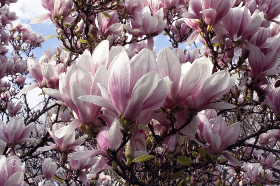 Магнолия Jane