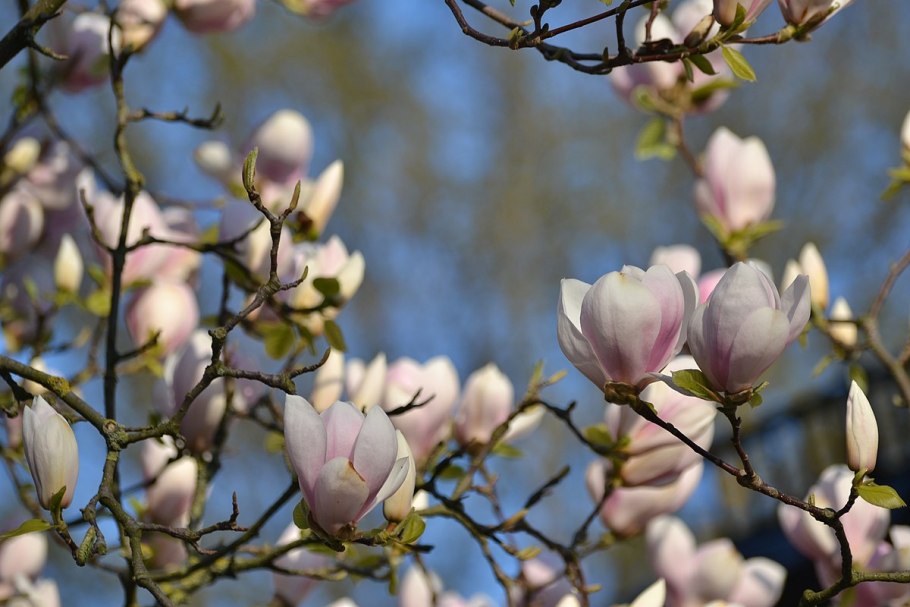 Магнолия Шпренгера