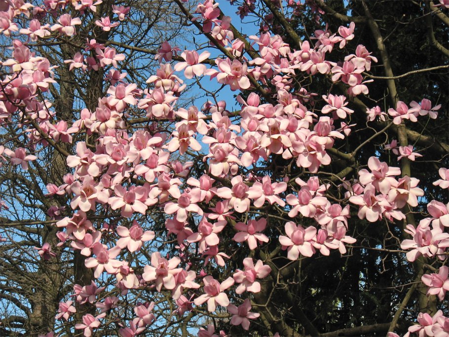 Magnolia campbellii