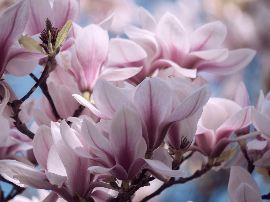 Магнолия субтропики