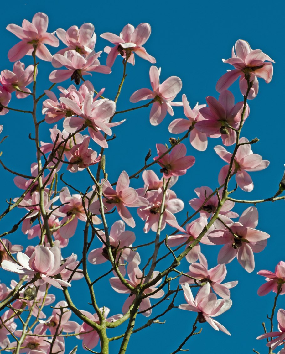 Магнолия Waterlily