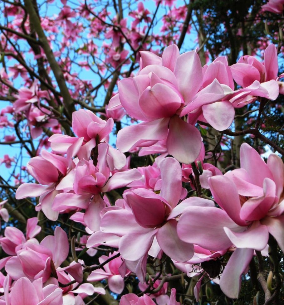 Магнолия Саржента