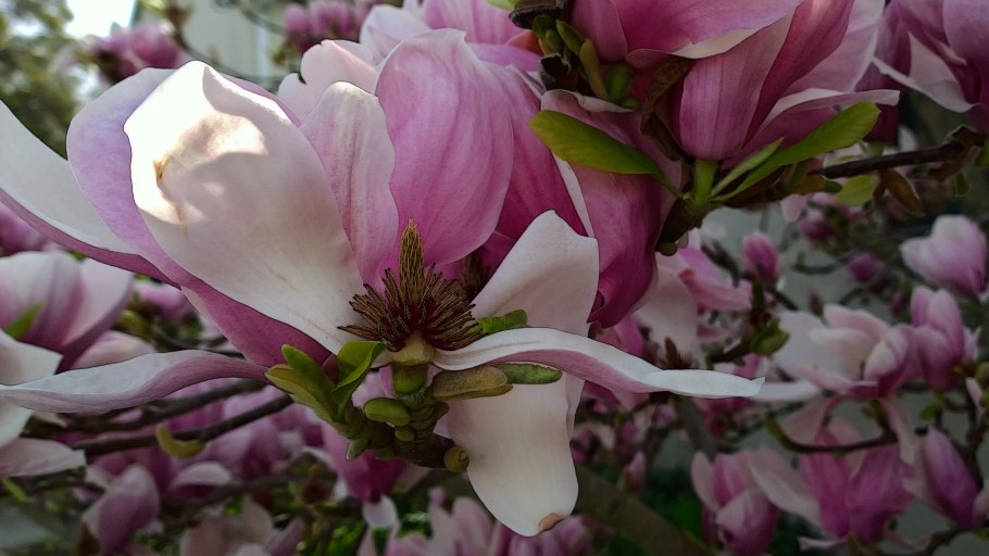 Танцующая Магнолия