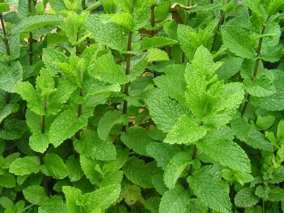 Mentha spicata