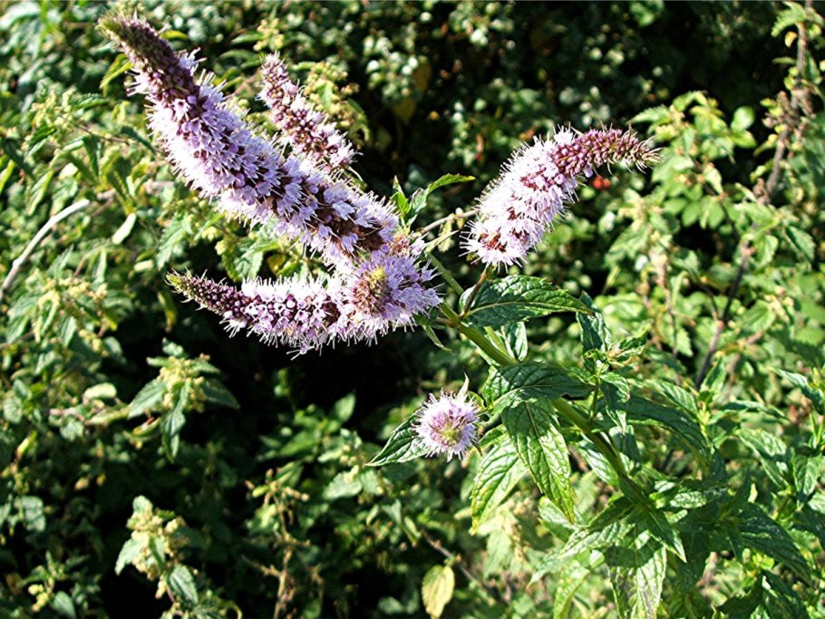 Mentha spicata мята колосистая