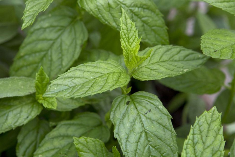 Мята колосковая(Mentha spicata l.)