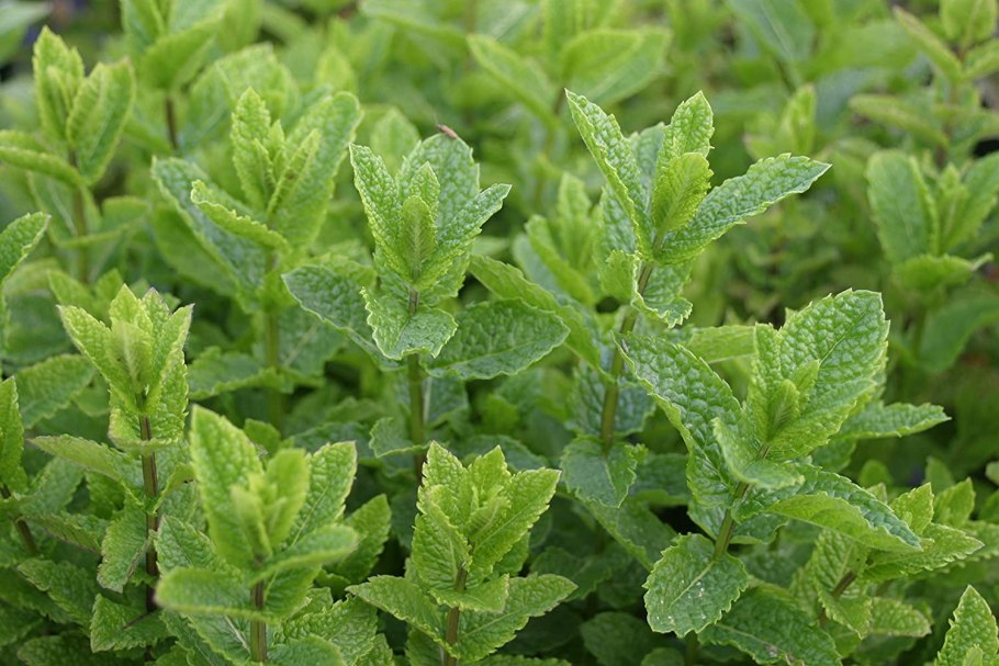 Мята колосковая(Mentha spicata l.)