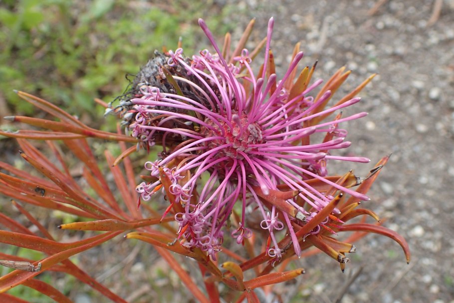 Параномус срезка