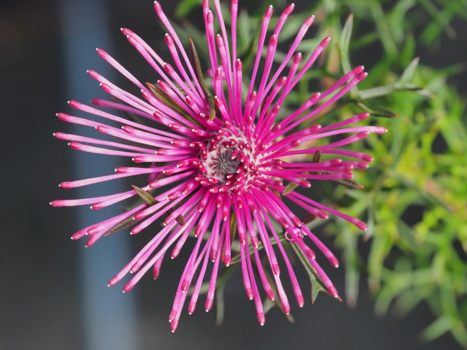 Роза эхинацевая (Isopogon formosus)