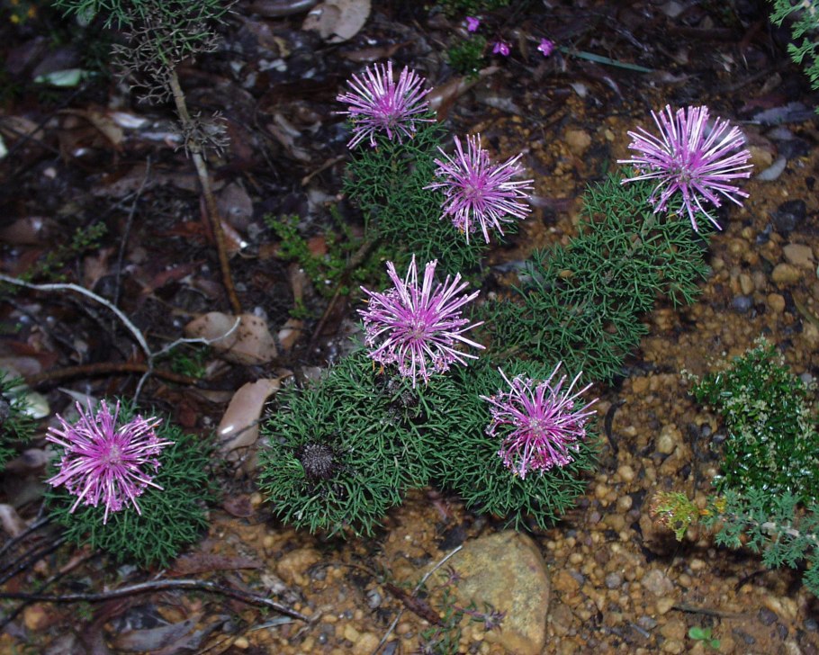Роза эхинацевая (Isopogon formosus)