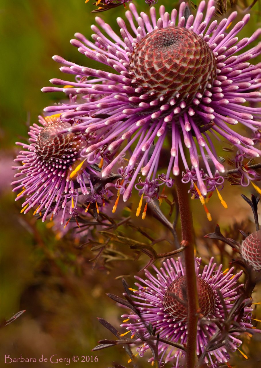 Isopogon sphaerocephalus