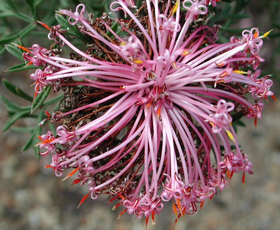 Isopogon trilobus