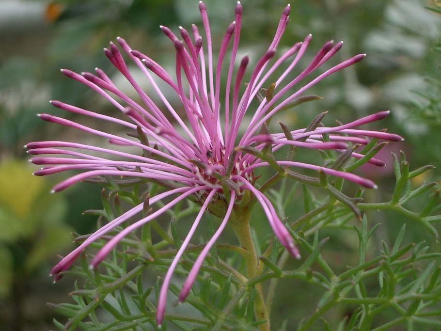Kunzea baxteri (Кунцея)