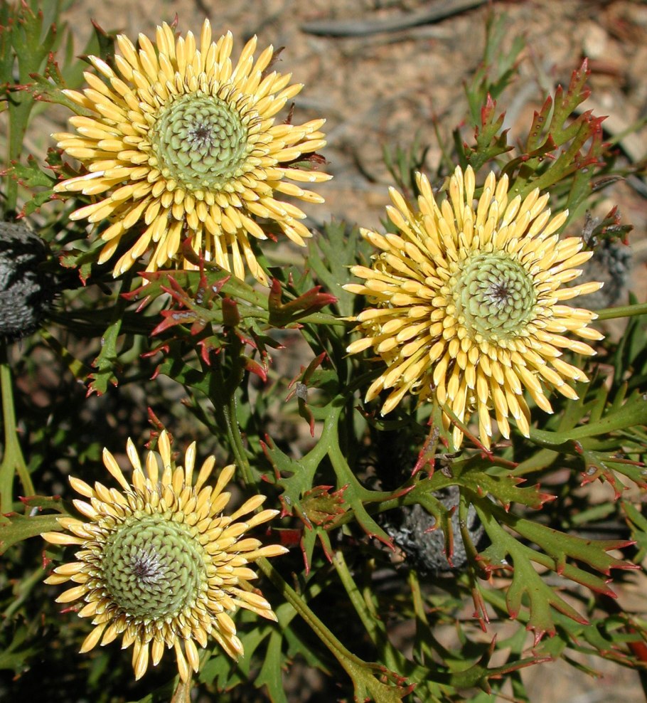 Masodrendu lineariis parcialis differencial egyenletek Baderko