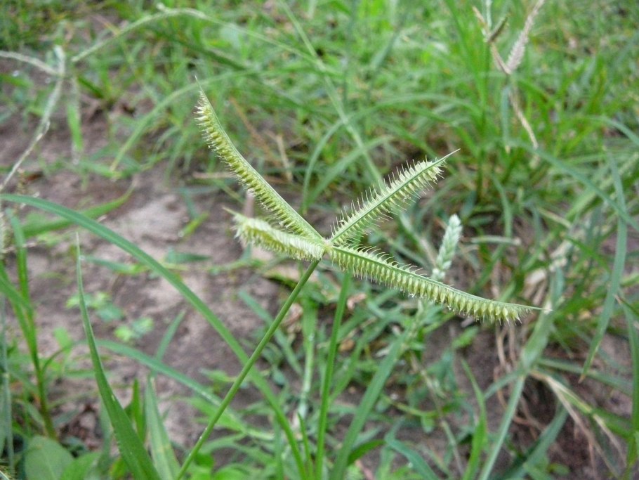 Sapindus Saponaria