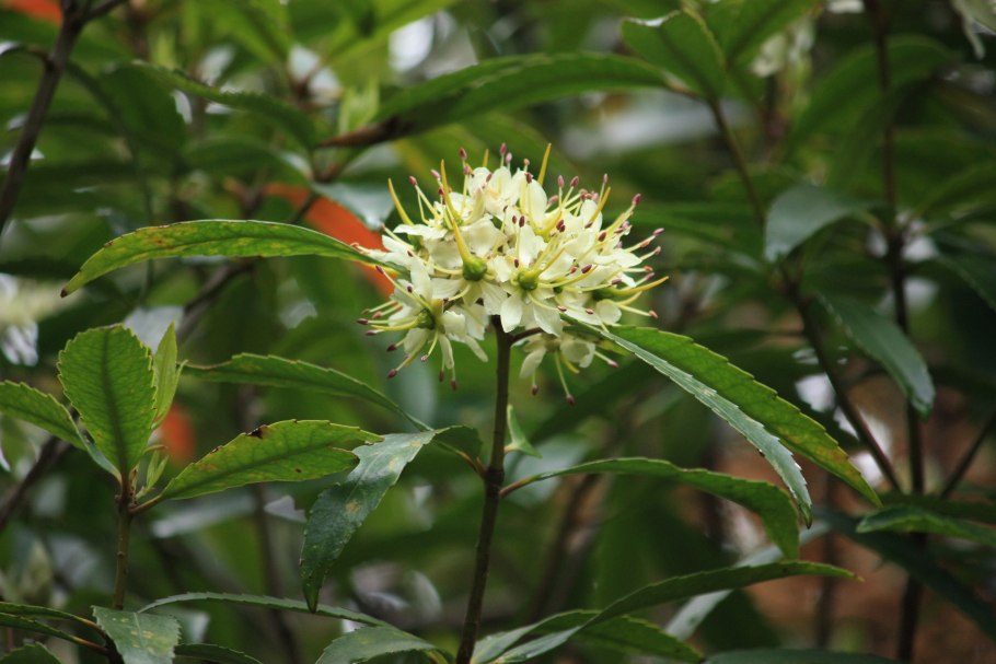 Морковь Daucus carota