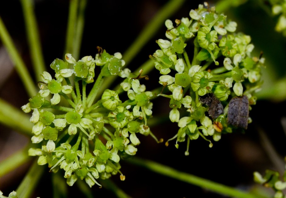 Саррацения (Sarracenia)