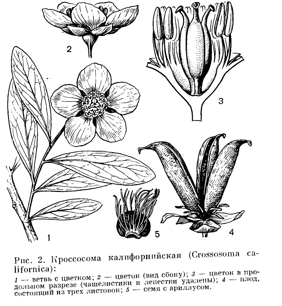 Кроссосома Калифорнийская Crossosoma californicum