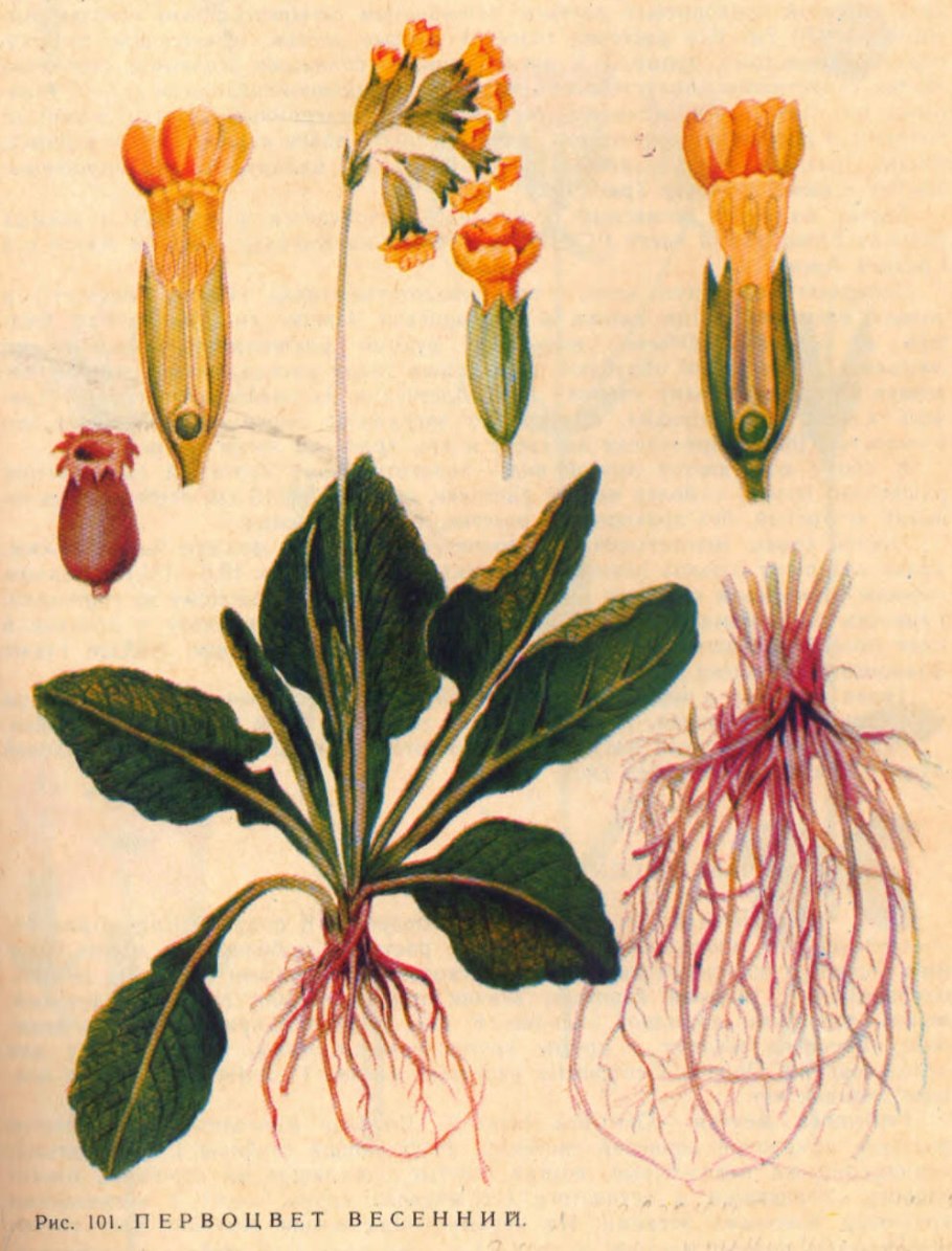 Hibbertia Scandens растение