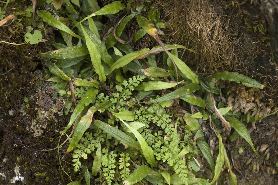 Птеридофиллум Pteridophyllum