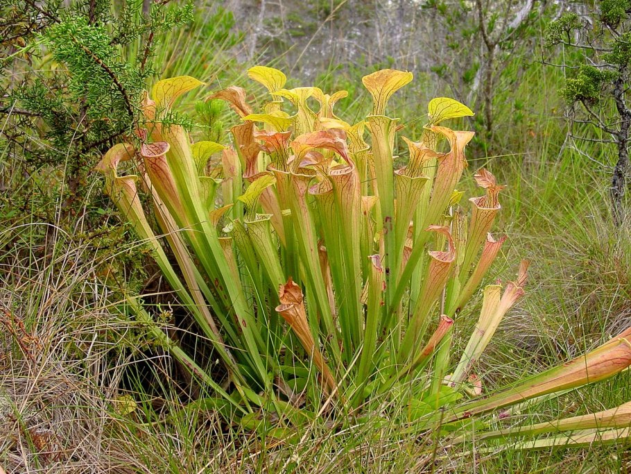 Клещевина Ricinus communis