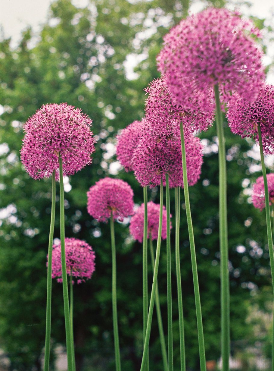 Лук огородный Allium oleraceum