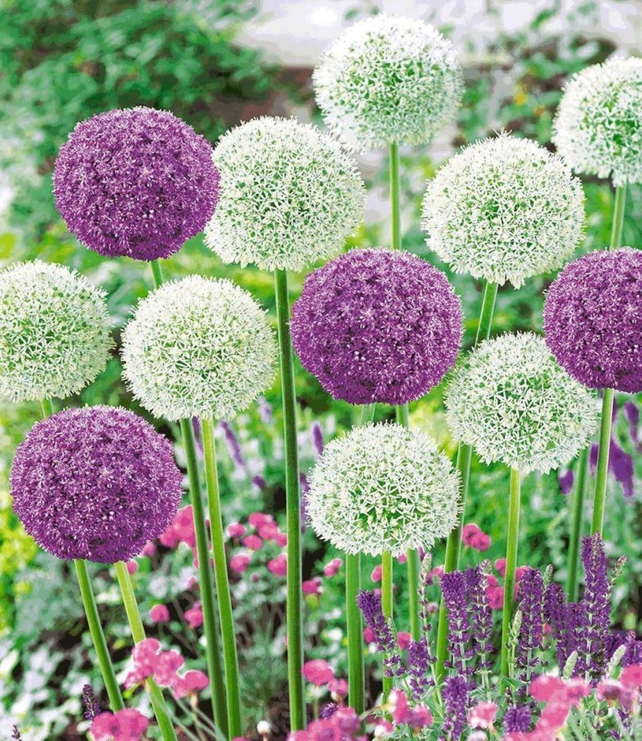 Лук аллиум Гигантеум