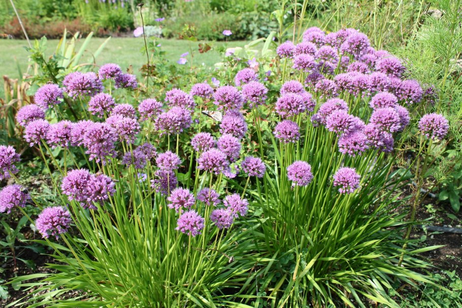 Аллиум Миллениум -