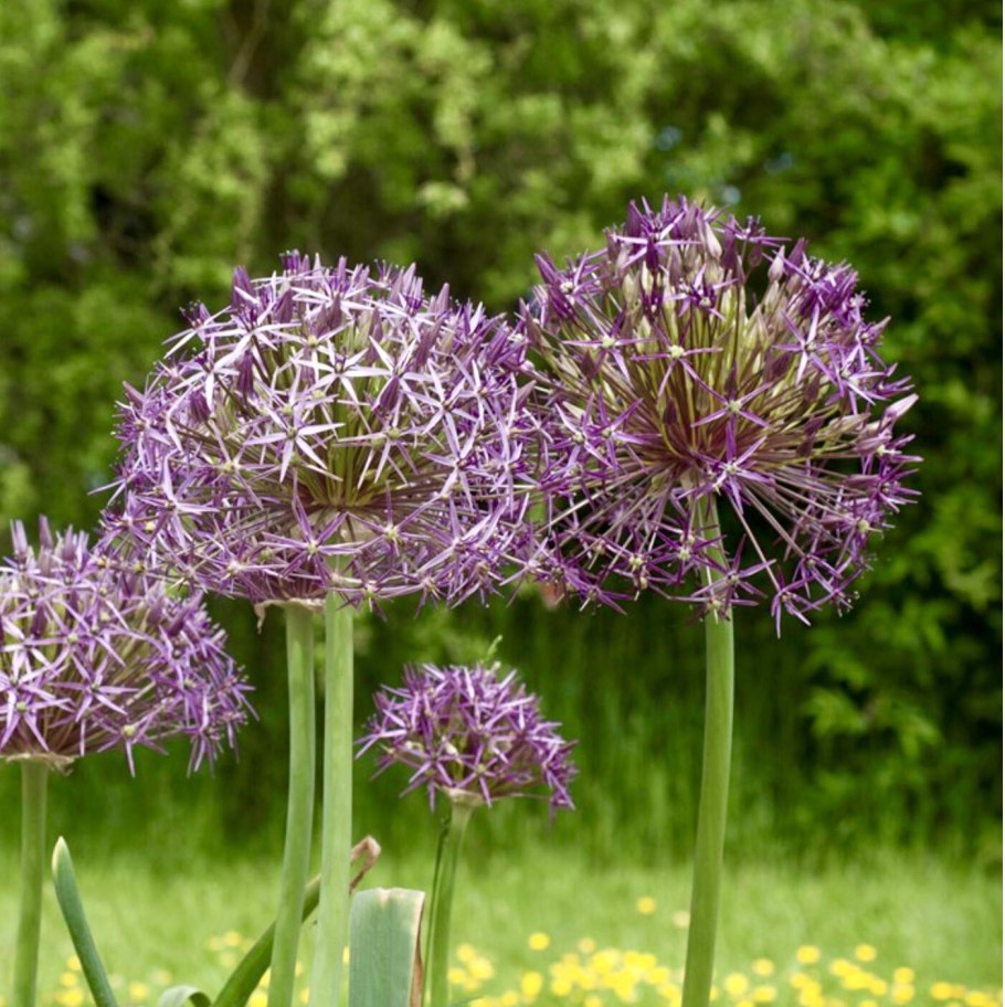 Аллиум Гладиатор