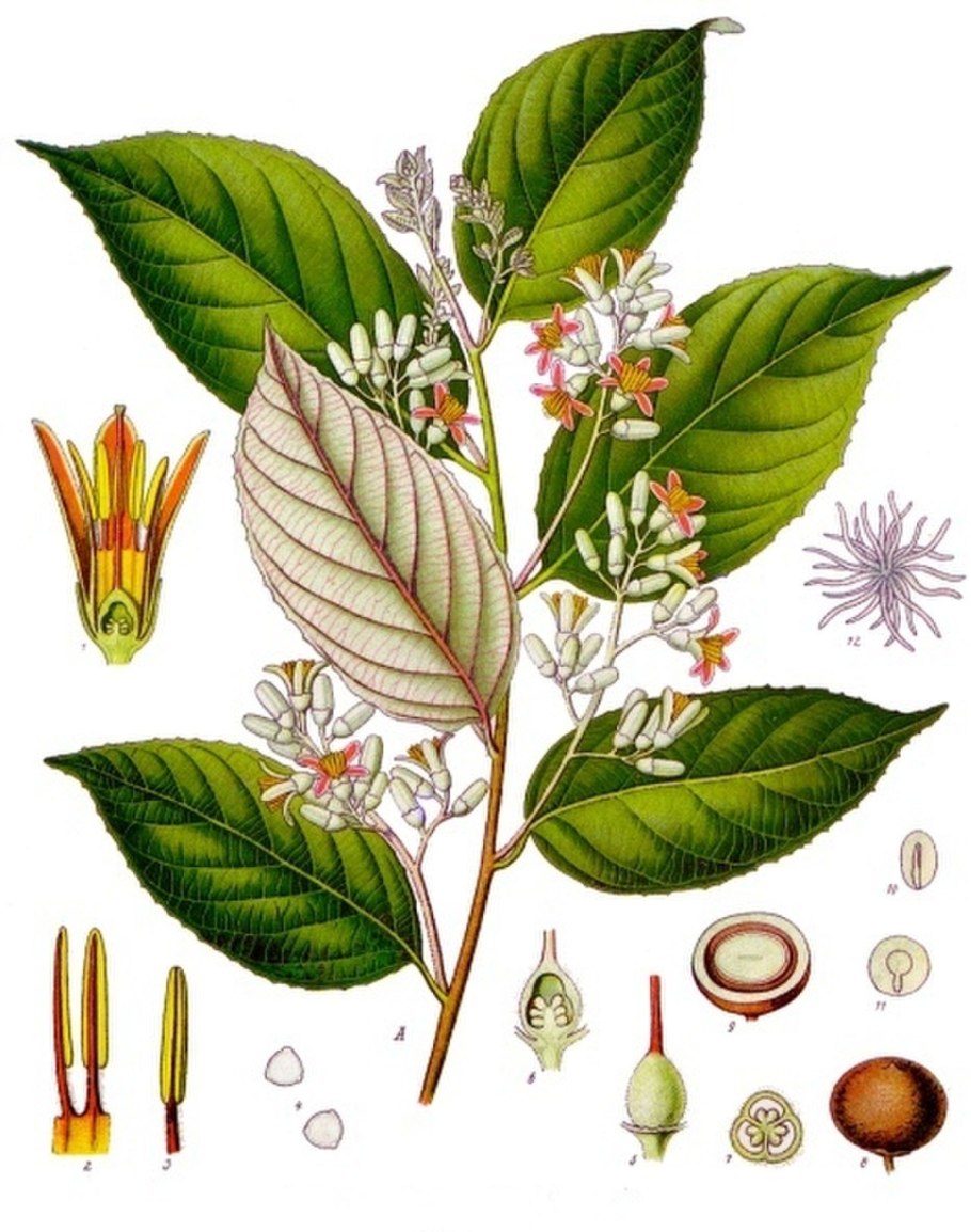 Стиракс бензойный (Styrax benzoin)