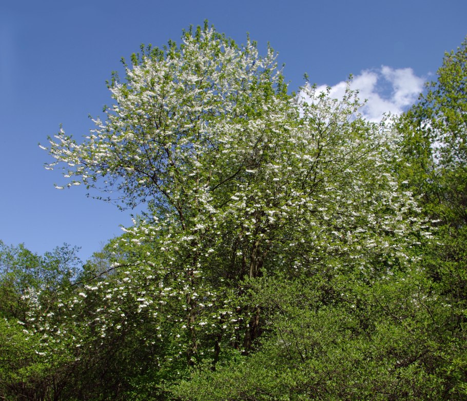Cyrilla racemiflora