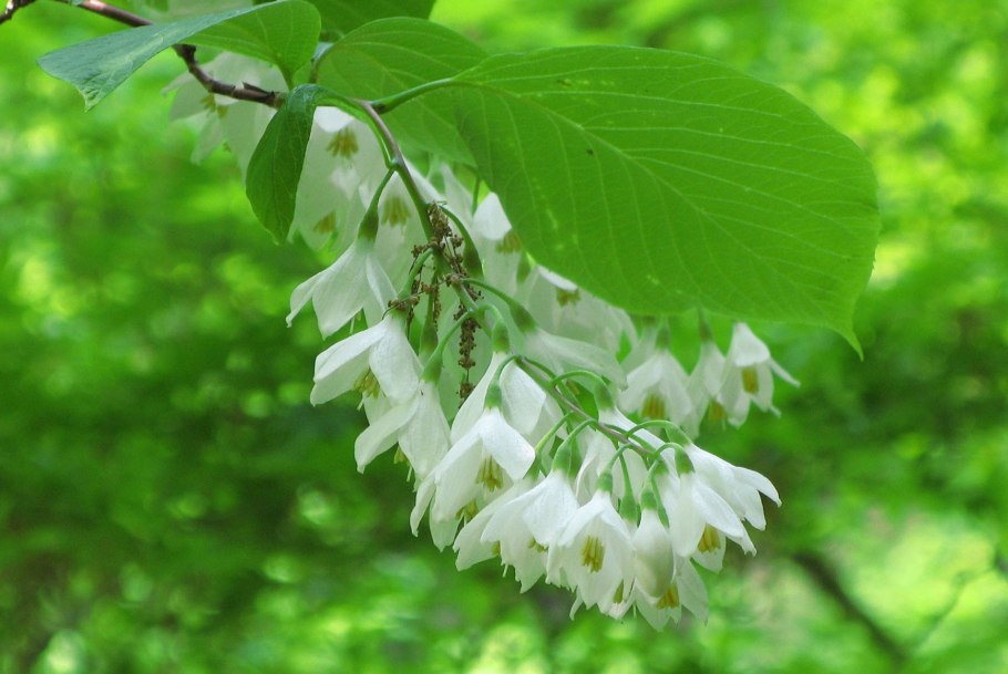 Птеростиракс hispida