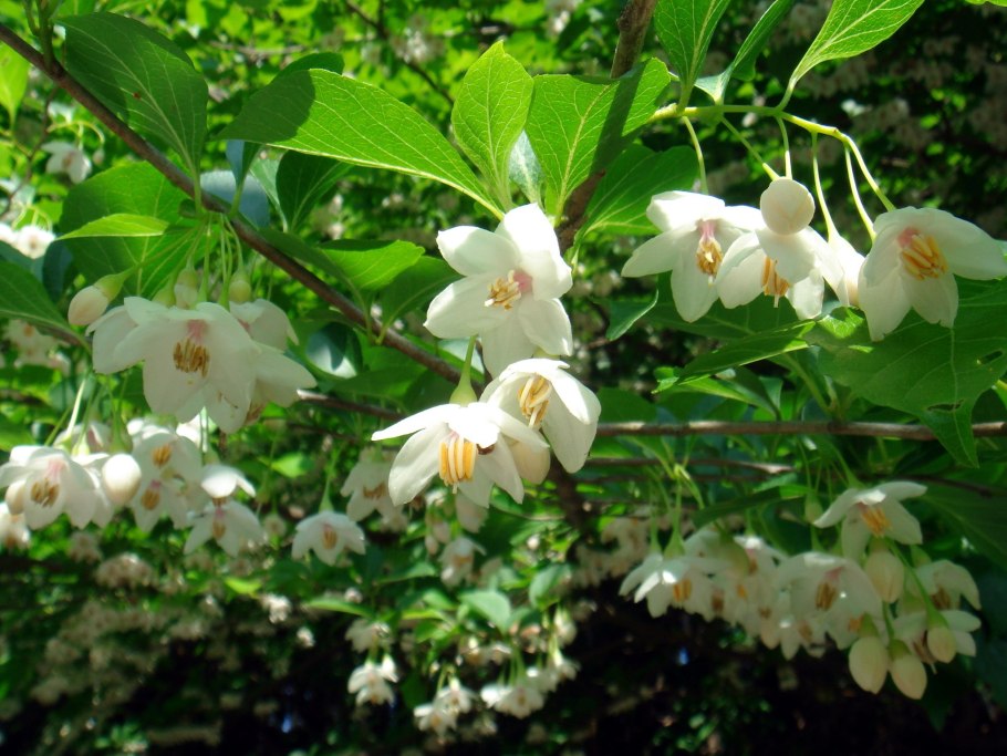 Стиракс японский (Styrax japonica).