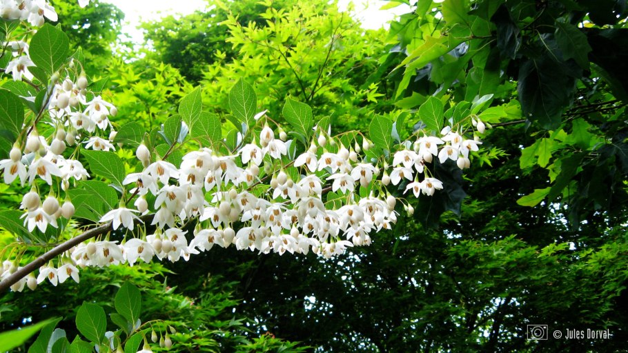 Styrax japonica