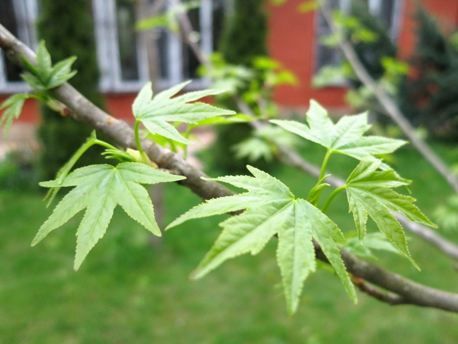Стиракс Liquidambar styraciflua