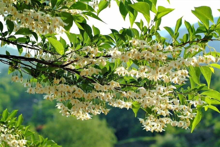 Халезия кустарник