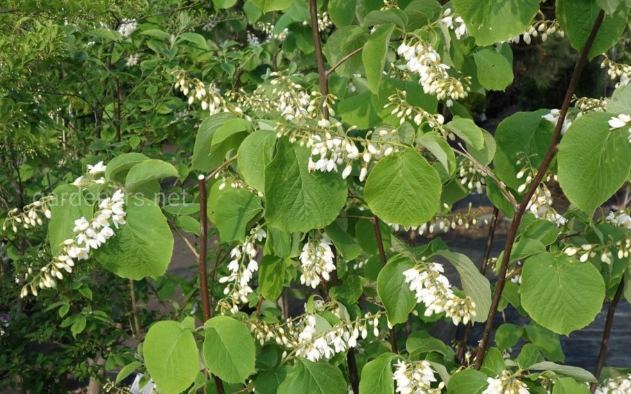 Стиракс японский (Styrax japonica).