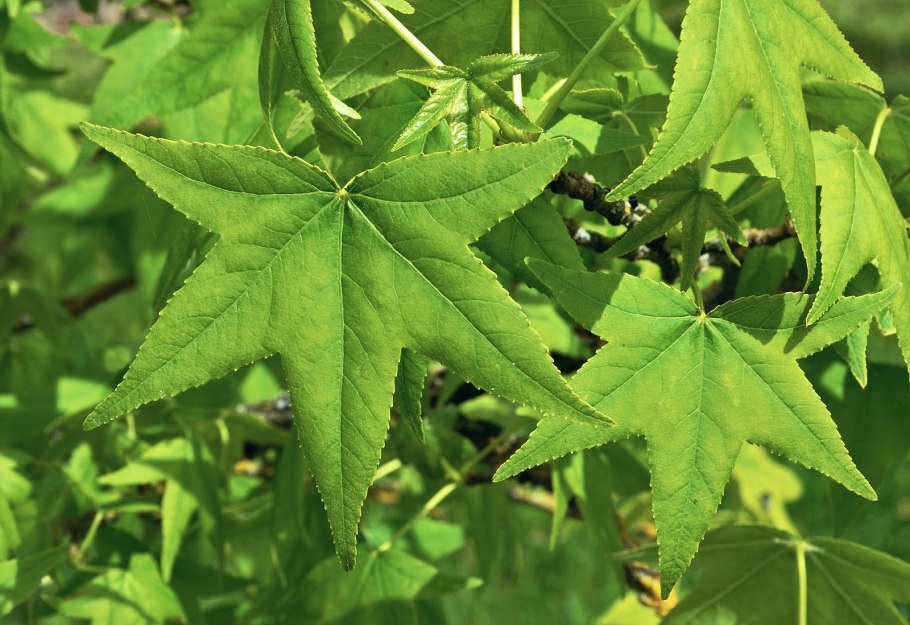 Стиракс бензойный (Styrax benzoin)