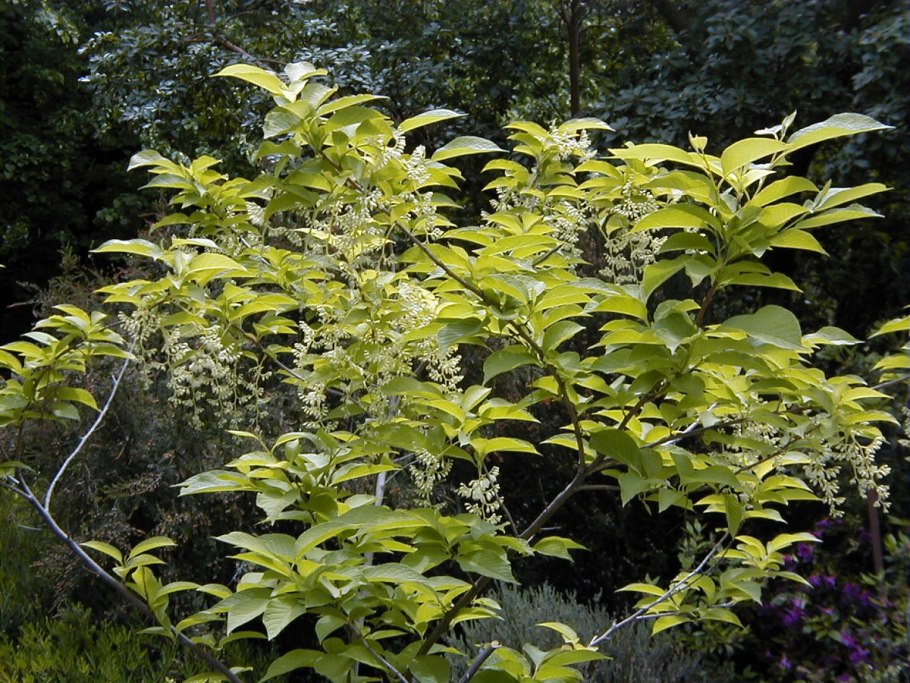 Styrax japonicus