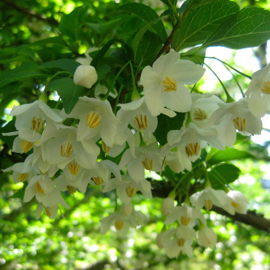 Styrax japonica