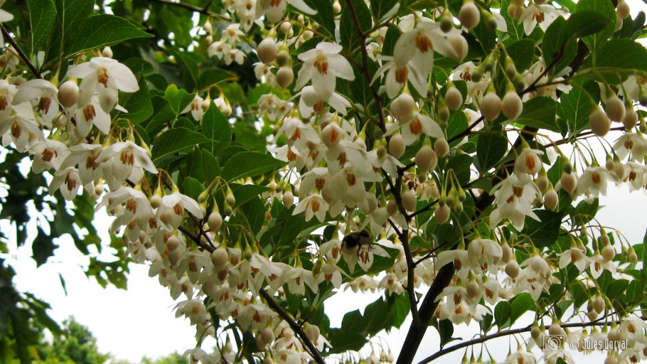 Styrax japonica